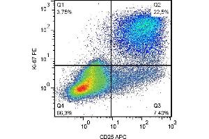 Flow cytometry analysis of human peripheral blood mononuclear cells stimulated with PHA. (Ki-67 anticorps  (PE))
