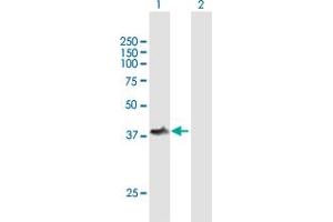 Western Blot analysis of TOM1L1 expression in transfected 293T cell line by TOM1L1 MaxPab polyclonal antibody. (TOM1L1 anticorps  (AA 1-346))