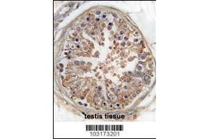 Formalin-fixed and paraffin-embedded human testis tissue reacted with PRKAG1 Antibody , which was peroxidase-conjugated to the secondary antibody, followed by DAB staining.