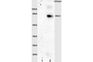 L1 rat brain lysates L2 mouse embryo lysates probed with Anti phospho-N (ABIN762791) at 1:200 overnight at 4 °C.