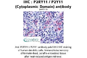 Image no. 1 for anti-Purinergic Receptor P2Y, G-Protein Coupled, 11 (P2RY11) (3rd Cytoplasmic Domain) antibody (ABIN1737751)