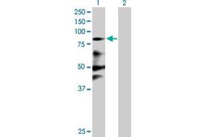 Western Blot analysis of ZNF287 expression in transfected 293T cell line by ZNF287 MaxPab polyclonal antibody. (ZNF287 anticorps  (AA 1-754))