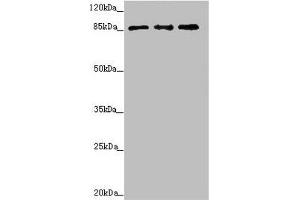 Western blot All lanes: TAF5 antibody at 2. (TAF5 anticorps  (AA 656-800))