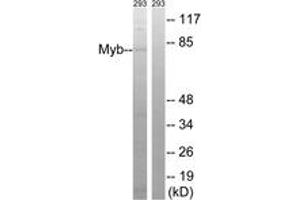 Western blot analysis of extracts from 293 cells, using Myb (Ab-532) Antibody. (MYB anticorps  (AA 496-545))