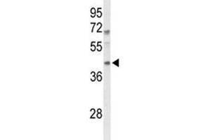 Western blot analysis of MAFA antibody and mouse spleen tissue lysate.