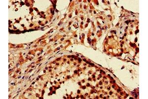 IHC image of ABIN7151093 diluted at 1:600 and staining in paraffin-embedded human testis tissue performed on a Leica BondTM system.