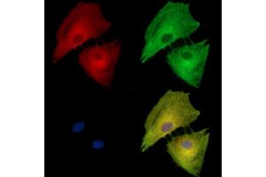 ABIN7095442 and ABIN7099499 staining  cells by IF/ICC. (HMGCS2 anticorps)