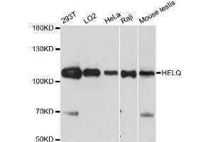 Western blot analysis of extracts of various cell lines, using HELQ antibody. (HEL308 anticorps)