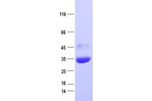 Enhanced Green Fluorescent Protein (eGFP) protein (His tag)