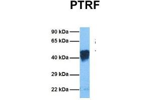 Host:  Rabbit  Target Name:  PTRF  Sample Tissue:  Human Fetal Lung  Antibody Dilution:  1. (PTRF anticorps  (Middle Region))