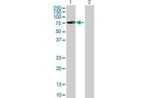 Western Blot analysis of RABEP2 expression in transfected 293T cell line by RABEP2 MaxPab polyclonal antibody. (RABEP2 anticorps  (AA 1-533))