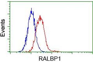 Image no. 1 for anti-RalA Binding Protein 1 (RALBP1) antibody (ABIN1500586)