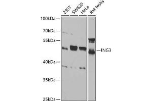 Western blot analysis of extracts of various cell lines, using ING3 antibody (ABIN6128090, ABIN6142450, ABIN6142451 and ABIN6221526) at 1:1000 dilution. (ING3 anticorps  (AA 1-92))