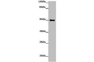 Western blot All lanes: TUBG1 antibody at 14 μg/mL + Hela whole cell lysate Secondary Goat polyclonal to rabbit IgG at 1/10000 dilution Predicted band size: 52 kDa Observed band size: 52 kDa (TUBG1 anticorps  (AA 29-184))