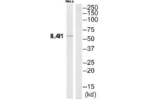 Western blot analysis of extracts from HeLa cells, using IL4I1 antibody. (IL4I1 anticorps)