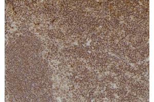 ABIN6276920 at 1/100 staining Mouse spleen tissue by IHC-P. (Liver Arginase anticorps  (C-Term))