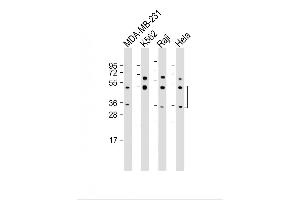 All lanes : Anti-CASP5 Antibody (Center) at 1:1000 dilution Lane 1: MDA-MB-231 whole cell lysate Lane 2: K562 whole cell lysate Lane 3: Raji whole cell lysate Lane 4: Hela whole cell lysate Lysates/proteins at 20 μg per lane.