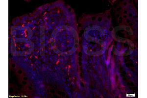 Immunofluorescence (IF) image for anti-BTG Family, Member 2 (BTG2) (AA 31-110) antibody (ABIN723905)