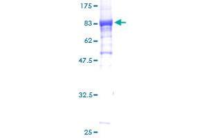 HSPBAP1 Protein (AA 1-488) (GST tag)
