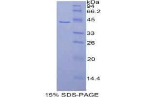 SDS-PAGE analysis of Human HIST1H2AG Protein.