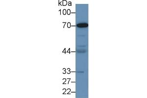 Detection of HMWK in Human MCF7 cell lysate using Polyclonal Antibody to High Molecular Weight Kininogen (HMWK) (Kininogen (HMW) anticorps  (AA 225-407))
