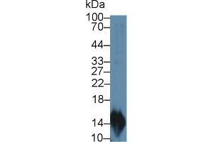 Western Blot; Sample: Rat Lymphocyte lysate; Primary Ab: 2µg/mL Rabbit Anti-Rat MIP3a Antibody Second Ab: 0. (CCL20 anticorps  (AA 24-95))