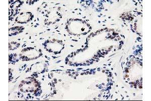 Image no. 5 for anti-Spermine Synthase, SMS (SMS) antibody (ABIN1501098) (SMS anticorps)