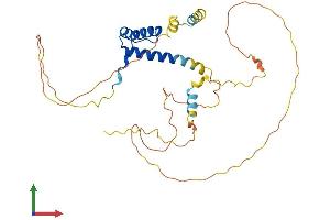 AlphaFold protein structure predicition of Human Recombinant PITX2 Protein, UniprotID Q99697
