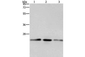 Western Blot analysis of A549, Hela and HT-29 cell using EMC8 Polyclonal Antibody at dilution of 1:600 (COX4NB anticorps)