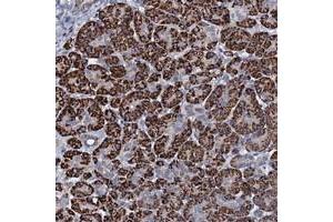 Immunohistochemical staining of human pancreas with OLAH polyclonal antibody  shows strong cytoplasmic positivity in exocrine glandular cells. (OLAH anticorps)