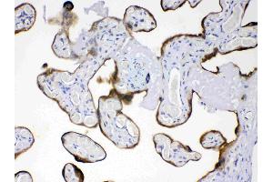 AMFR was detected in paraffin-embedded sections of human placenta tissues using rabbit anti- AMFR Antigen Affinity purified polyclonal antibody (Catalog # ) at 1 µg/mL.