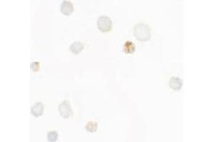 Immunocytochemistry of SEPT1 in Raji cells with SEPT1 antibody at 5 µg/ml.