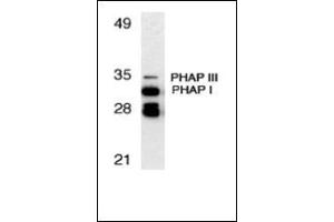 Western blot analysis of PHAP expression in human Raji cell llysate with this product at 1 μg/ml. (PHAP1 anticorps  (C-Term))