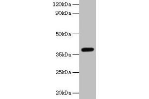 Western blot All lanes: LRG1 antibody at 2 μg/mL + Mouse liver tissue Secondary Goat polyclonal to rabbit IgG at 1/10000 dilution Predicted band size: 39 kDa Observed band size: 39 kDa (LRG1 anticorps  (AA 36-346))
