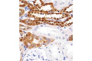 Paraformaldehyde-fixed, paraffin embedded human kidney tissue, Antigen retrieval by boiling in sodium citrate buffer (pH6.