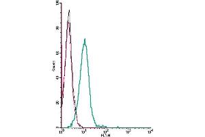 Cell surface detection of GIPR receptor α by indirect flow cytometry in live intact mouse  microglia cells: + goat-anti-rabbit-FITC. (GIPR anticorps  (Extracellular))