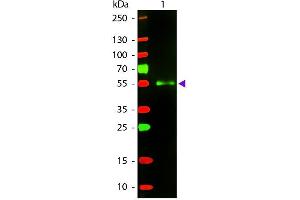Western Blot of Texas Donkey Anti-Mouse IgG secondary antibody. (Âne anti-Souris IgG (Heavy & Light Chain) Anticorps (Texas Red (TR)) - Preadsorbed)