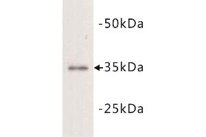 Western Blotting (WB) image for anti-Lactate Dehydrogenase A (LDHA) (N-Term) antibody (ABIN1854931) (Lactate Dehydrogenase A anticorps  (N-Term))