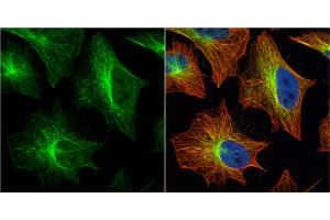 ICC/IF Image Histamine H2 Receptor antibody [N1], N-term detects Histamine H2 Receptor protein at cytoplasm by immunofluorescent analysis. (HRH2 anticorps  (N-Term))