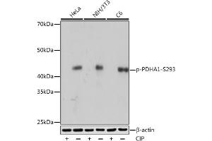 Western blot analysis of extracts of various cell lines, using Phospho-PDH-S293 Rabbit mAb (ABIN7269768) at 1:1000 dilution. (PDHA1 anticorps  (pSer293))
