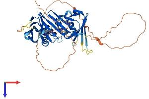 AlphaFold protein structure predicition of Mouse Recombinant Rad9b Protein, UniprotID Q6WBX7