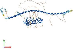 AlphaFold protein structure predicition of Mouse Recombinant Ppfibp2 Protein, UniprotID O35711