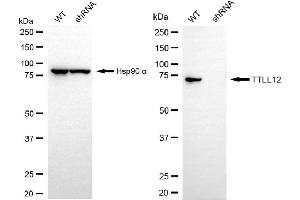 Western blotting analysis using TTLL12 antibody (ABIN7800661). (TTLL12 anticorps)