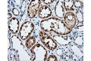 Immunohistochemistry (IHC) image for anti-Nucleotide Exchange Factor SIL1 (SIL1) antibody (ABIN1496810) (SIL1 anticorps)