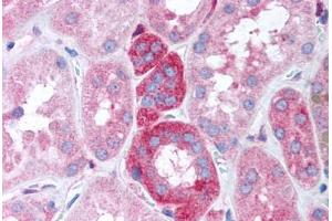 Human Kidney (formalin-fixed, paraffin-embedded) stained with GNB5 antibody ABIN305790 at 20 ug/ml followed by biotinylated goat anti-rabbit IgG secondary antibody ABIN481713, alkaline phosphatase-streptavidin and chromogen. (GNB5 anticorps)