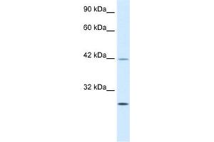 Human Jurkat; WB Suggested Anti-KLF9 Antibody Titration: 0. (KLF9 anticorps  (N-Term))