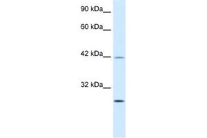 Human Jurkat; WB Suggested Anti-KLF9 Antibody Titration: 0. (KLF9 anticorps  (N-Term))