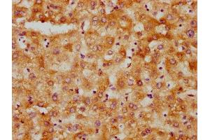 IHC image of ABIN7156000 diluted at 1:500 and staining in paraffin-embedded human liver tissue performed on a Leica BondTM system. (HMGCS1 anticorps  (AA 360-520))