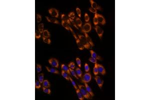 Immunofluorescence analysis of NIH/3T3 cells using PREB Rabbit mAb (ABIN7269547) at dilution of 1:50 (40x lens). (PREB anticorps)