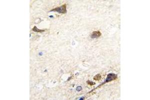 Image no. 2 for anti-Acetylcholinesterase (AChE) (N-Term) antibody (ABIN360209) (Acetylcholinesterase anticorps  (N-Term))